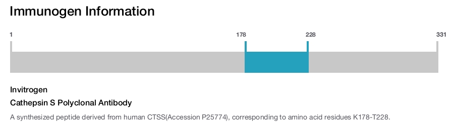 Cathepsin S Polyclonal Antibody