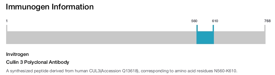 Cullin 3 Polyclonal Antibody