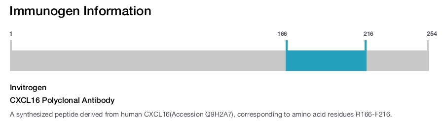 CXCL16 Polyclonal Antibody