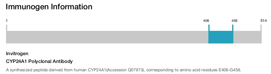 CYP24A1 Polyclonal Antibody