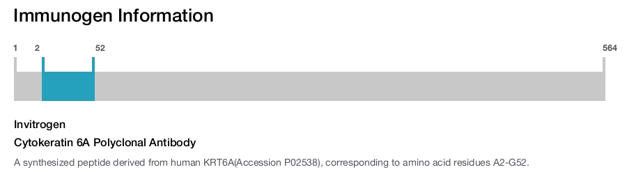 Cytokeratin 6A Polyclonal Antibody