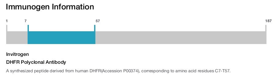 DHFR Polyclonal Antibody