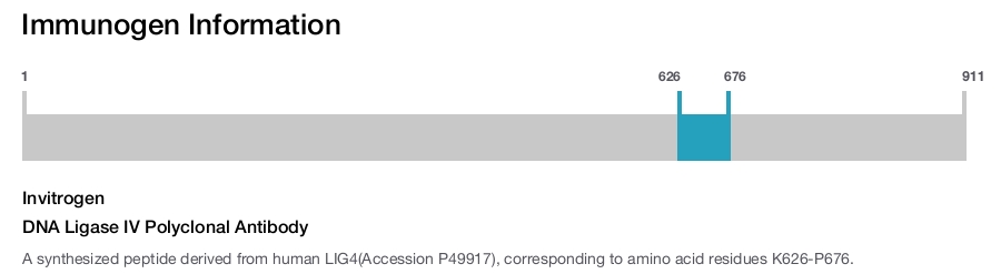 DNA Ligase IV Polyclonal Antibody