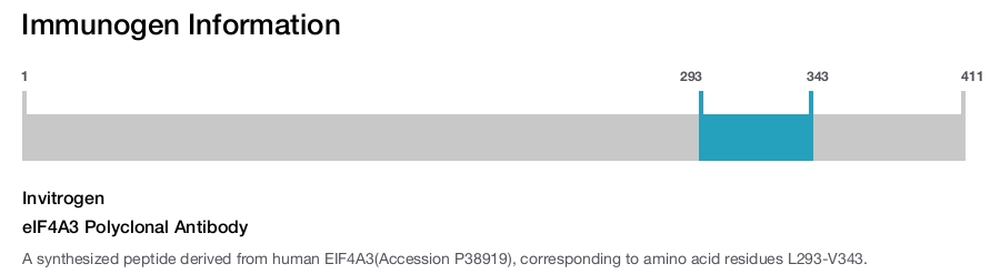 eIF4A3 Polyclonal Antibody
