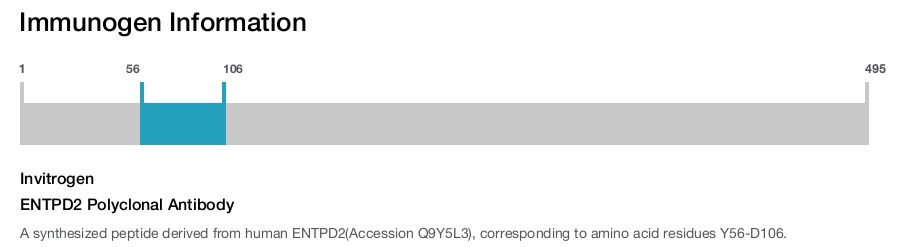 ENTPD2 Polyclonal Antibody