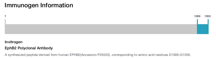 EphB2 Polyclonal Antibody