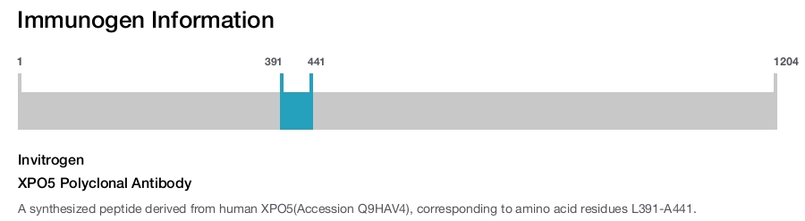 XPO5 Polyclonal Antibody