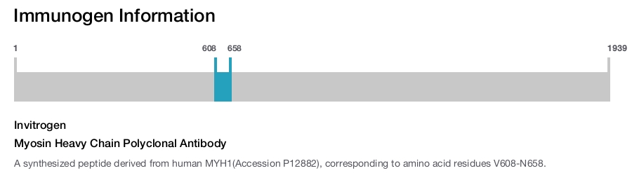 Myosin Heavy Chain Polyclonal Antibody