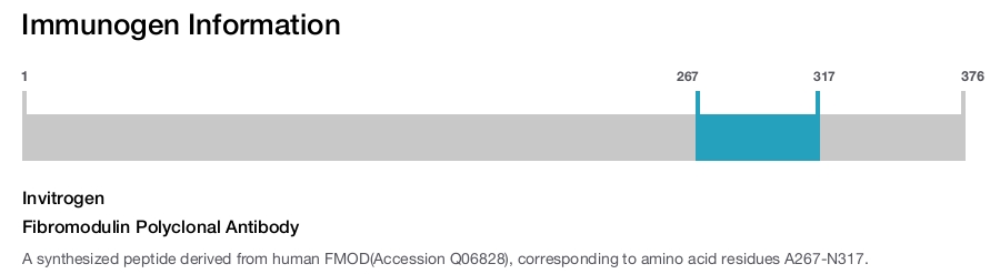 Fibromodulin Polyclonal Antibody