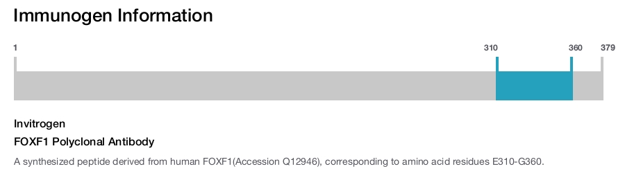 FOXF1 Polyclonal Antibody