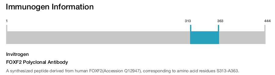 FOXF2 Polyclonal Antibody