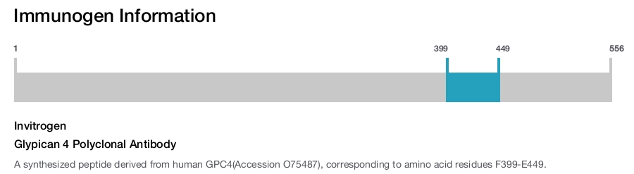 Glypican 4 Polyclonal Antibody