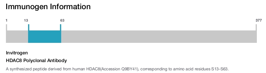 HDAC8 Polyclonal Antibody