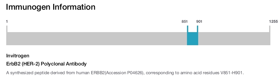 ErbB2 (HER-2) Polyclonal Antibody