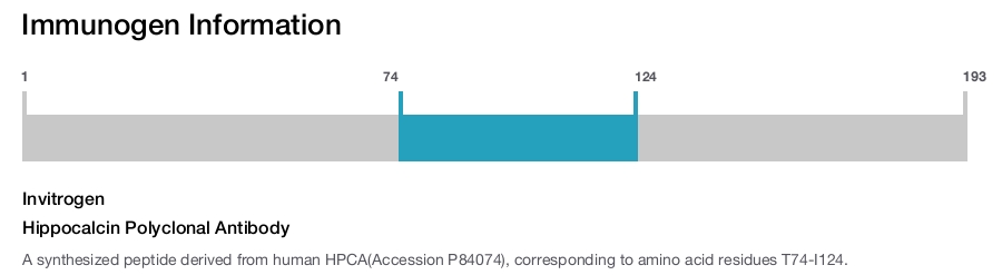 Hippocalcin Polyclonal Antibody