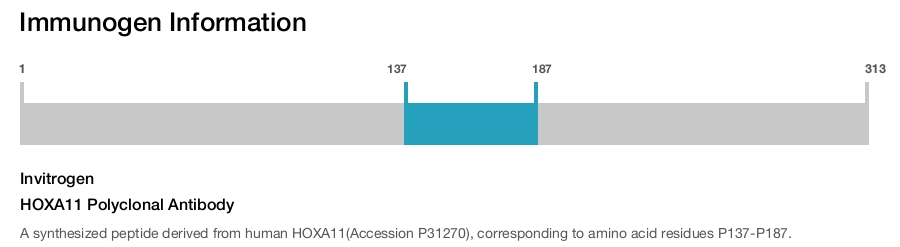 HOXA11 Polyclonal Antibody