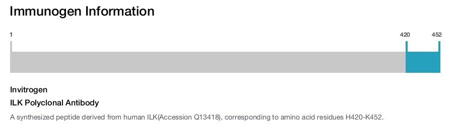 ILK Polyclonal Antibody