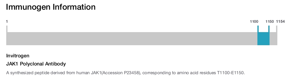 JAK1 Polyclonal Antibody