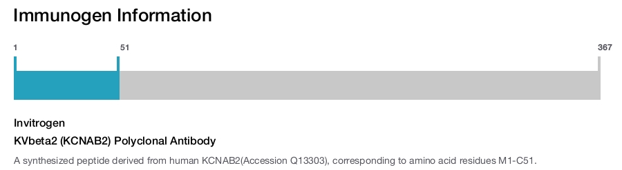 KVbeta2 (KCNAB2) Polyclonal Antibody