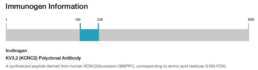 KV3.2 (KCNC2) Polyclonal Antibody