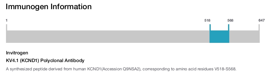 KV4.1 (KCND1) Polyclonal Antibody