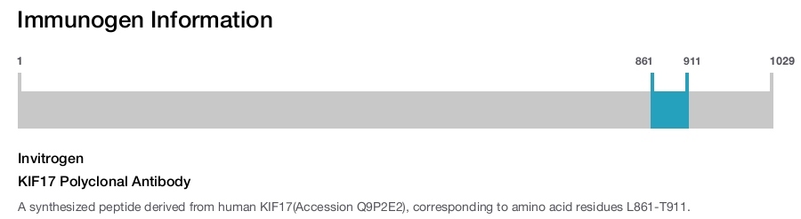 KIF17 Polyclonal Antibody