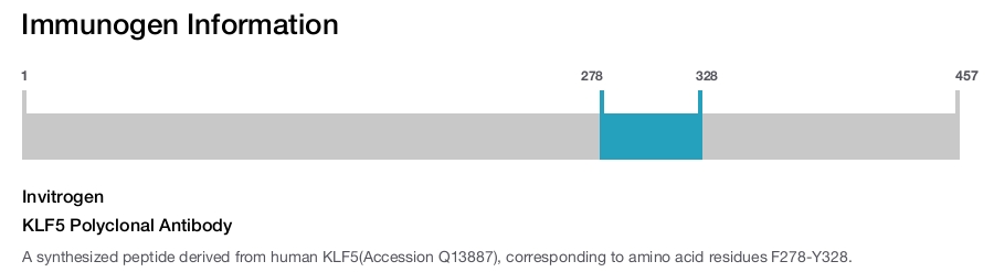 KLF5 Polyclonal Antibody