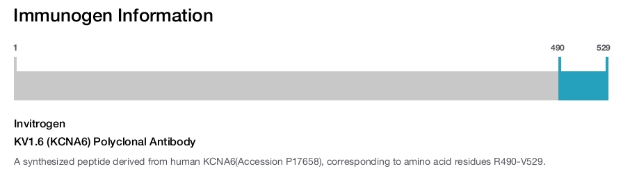 KV1.6 (KCNA6) Polyclonal Antibody
