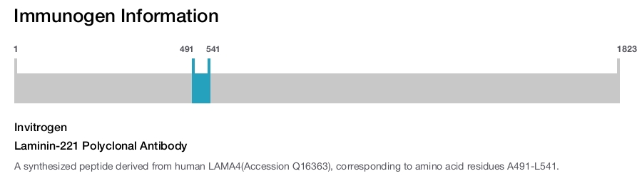 Laminin-221 Polyclonal Antibody