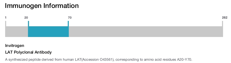 LAT Polyclonal Antibody