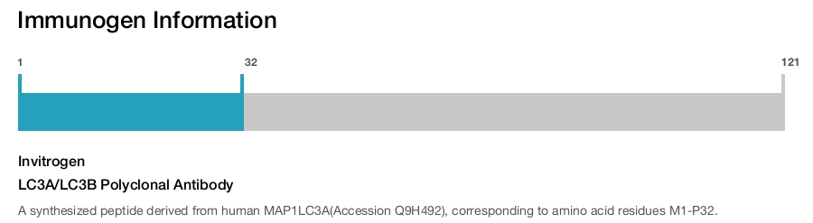 LC3A/LC3B Polyclonal Antibody