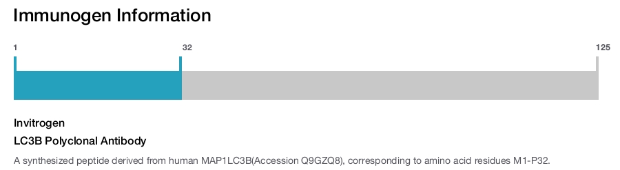 LC3B Polyclonal Antibody