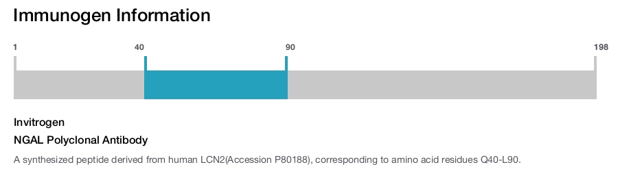 NGAL Polyclonal Antibody