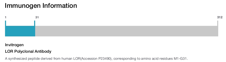 LOR Polyclonal Antibody