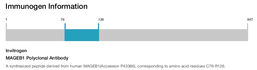 MAGEB1 Polyclonal Antibody