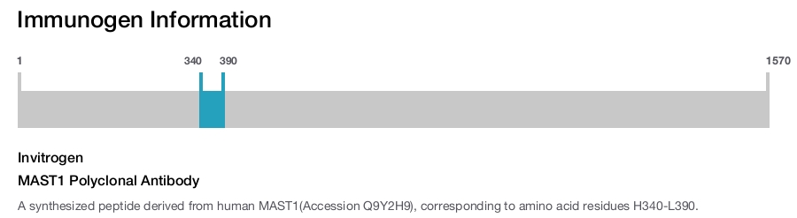 MAST1 Polyclonal Antibody
