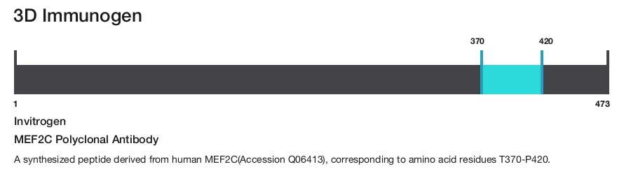 MEF2C Polyclonal Antibody