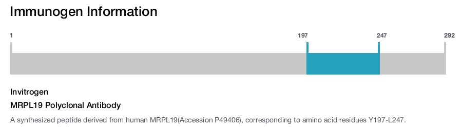 MRPL19 Polyclonal Antibody