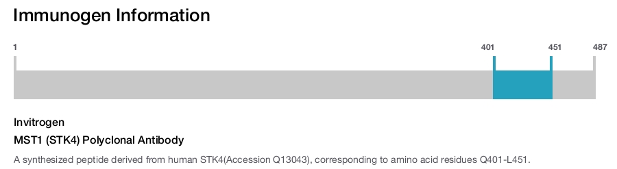 MST1 (STK4) Polyclonal Antibody