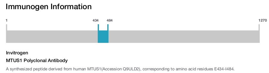 MTUS1 Polyclonal Antibody