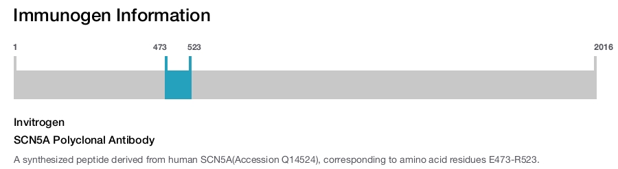 SCN5A Polyclonal Antibody