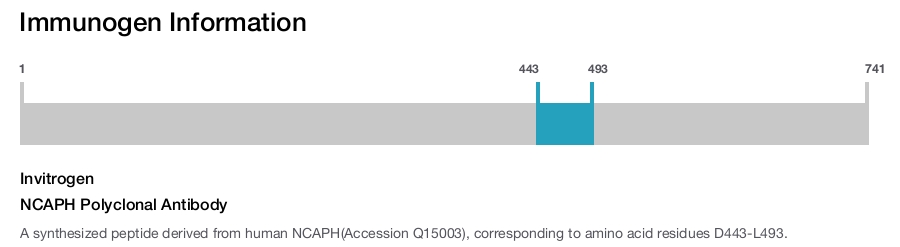NCAPH Polyclonal Antibody