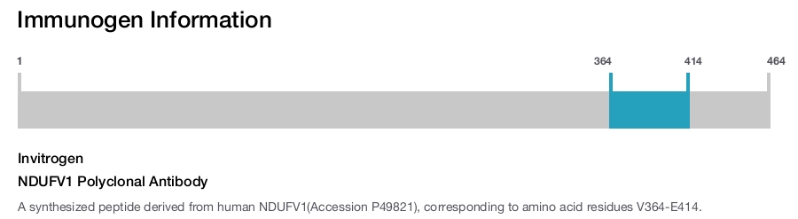 NDUFV1 Polyclonal Antibody