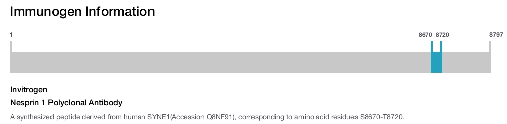 Nesprin 1 Polyclonal Antibody