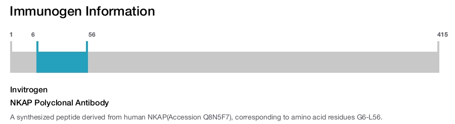 NKAP Polyclonal Antibody