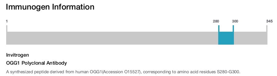 OGG1 Polyclonal Antibody