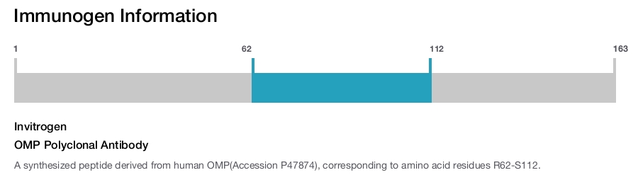 OMP Polyclonal Antibody