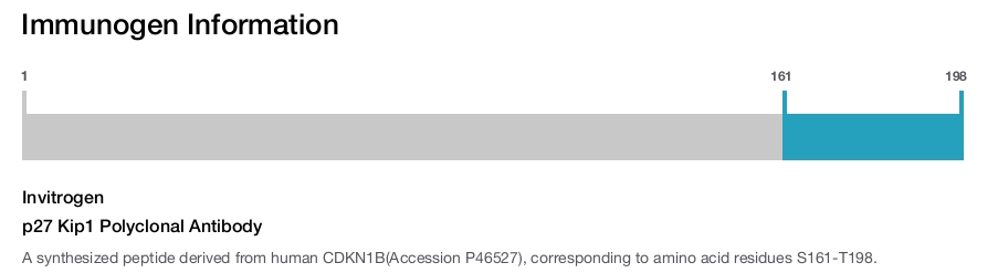 p27 Kip1 Polyclonal Antibody