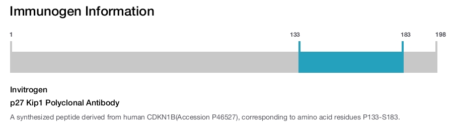 p27 Kip1 Polyclonal Antibody