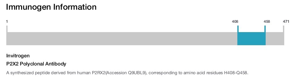 P2X2 Polyclonal Antibody